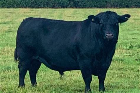 5 Pedigree Aberdeen Angus In-Calf Breeding Cows, Heifers ...