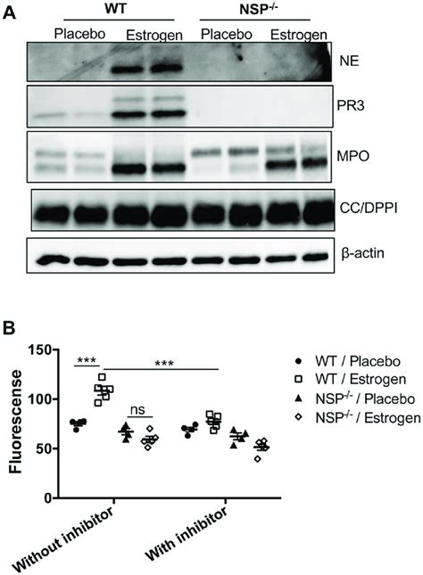 Depletion Of Nsps Abrogated Estrogen Mediated Promotion Of Protease