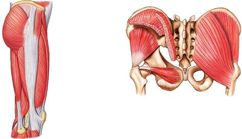 Hipthigh Posterior View Diagram Quizlet