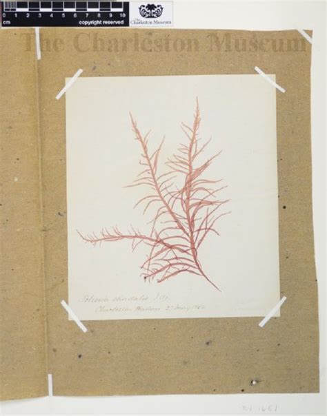 Solieria Chordalis Red Algae Charleston Museum