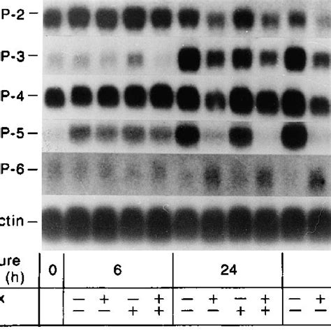 Northern Blot Hybridization Analysis Of Relative Levels Of Mrnas