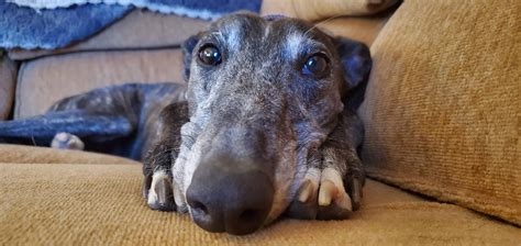 Long dog with a long nose : r/Greyhounds