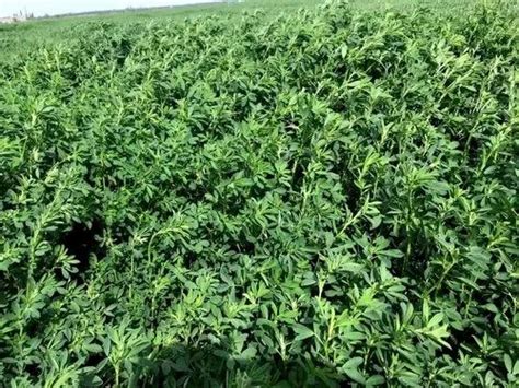 Premium Alfalfa For Rabbits At Rs 300kg Alfalfa Hay In Jaipur Id