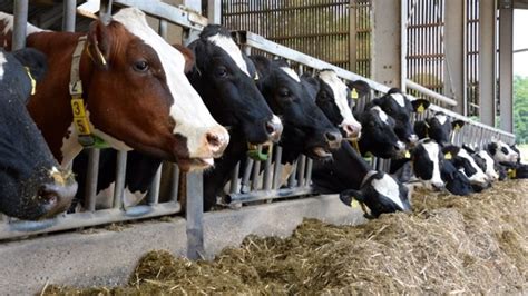 Rénovation Des Unités Alimentaires Des Ruminants Systali Inra