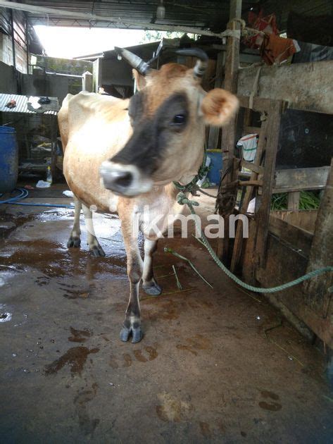 Milk Cow For Sale In Gampaha City Ikman