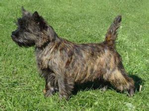 Cairn Terrier Colors – Types, Facts, and Pictures