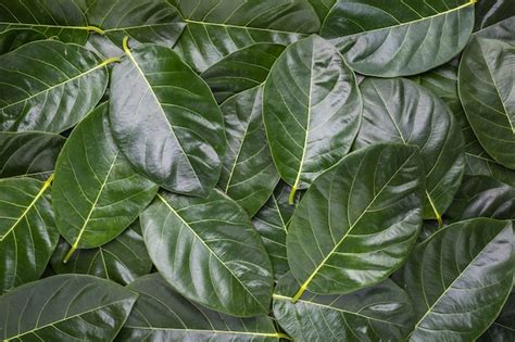 Different color and age of leaves of the jackfruit tree leaves | Premium Photo