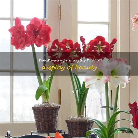 The Stunning Amaryllis Trio A Display Of Beauty Shuncy