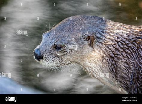 River Otter Face Profile