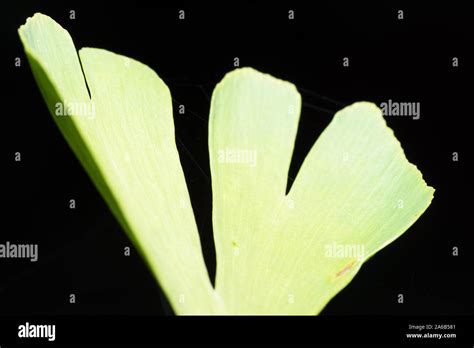 Ginkgo biloba leaf Stock Photo - Alamy