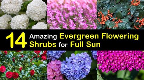 14 Amazing Evergreen Flowering Shrubs for Full Sun