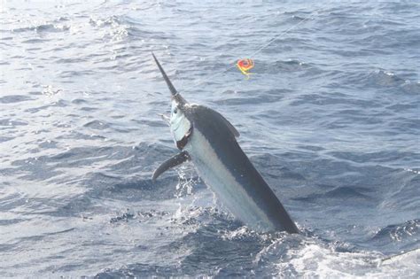 Jumping black marlin #marlin #blackmarlin www.myfishingplace.com.au ...