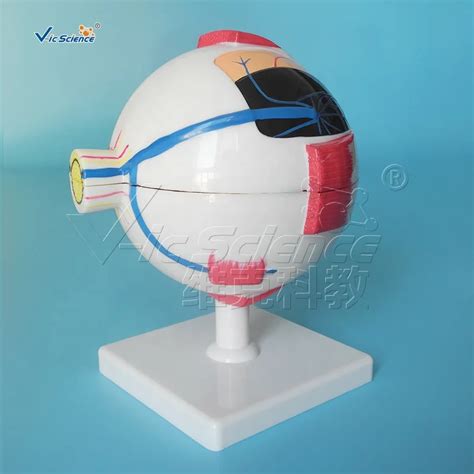 Eye Enlargement Model Human Eyeball Anatomical Educational Medical