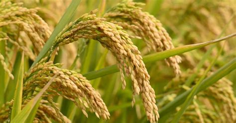 Zinc Biofortification In Rice