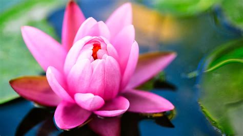 Pink Water Lily