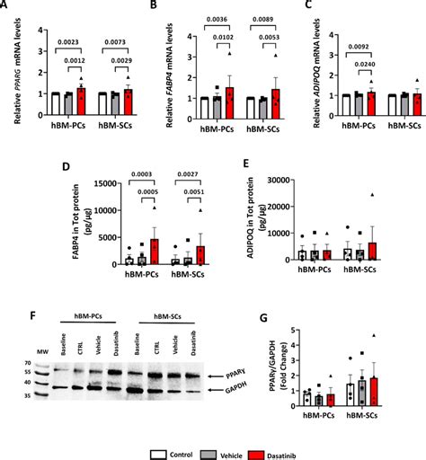 Effect Of Dasatinib On The Expression Of Adipogenesis Related Gene