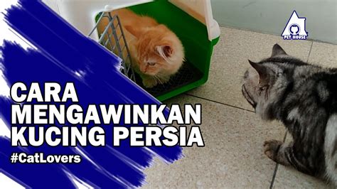 CARA MENGAWINKAN KUCING PERSIA CATVLOG YouTube