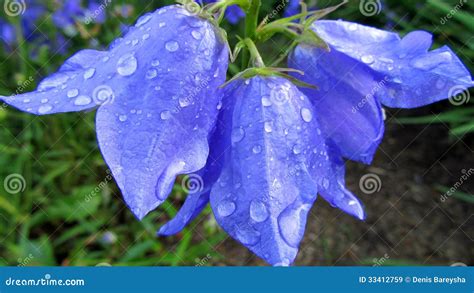 Dew On The Bells Royalty Free Stock Images Image 33412759