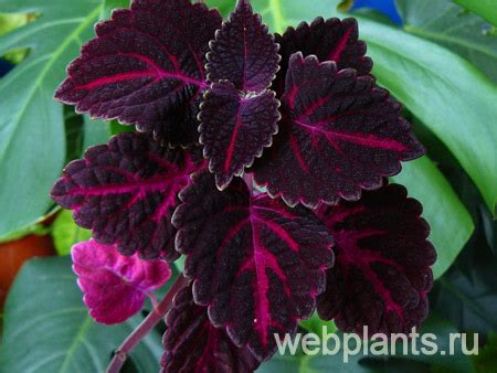 Колеус, декоративный цветок, уход и выращивание в домашних условиях ...