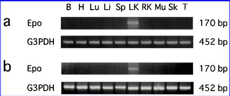 Figure 1 From Kidney Targeted Naked DNA Transfer By Retrograde Renal