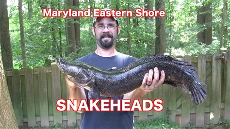 Maryland Eastern Shore Snakehead Fishing Youtube