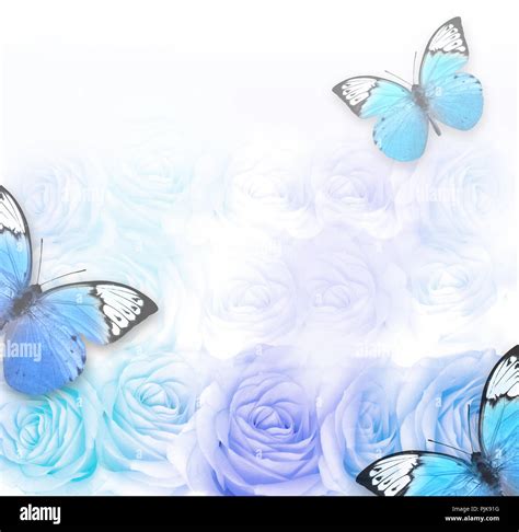 Beautiful roses as background and butterfly. Floral background Stock ...