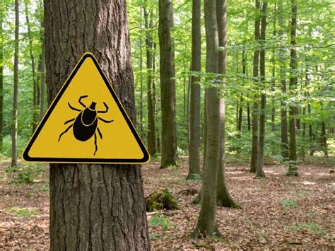 Biological Sex Tied To Symptoms Severity Of Lyme Disease Physicians Weekly