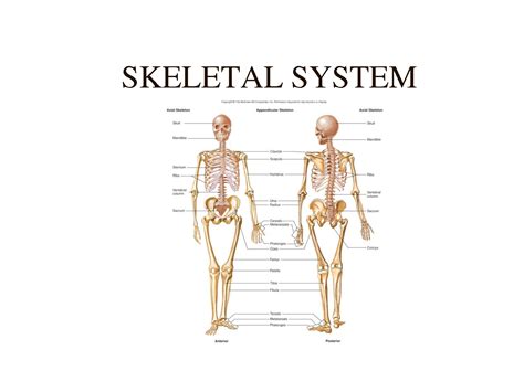 Skeletal System Functions