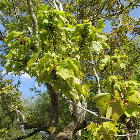 Liquidambar Formosana In Roath Park Botanic Garden