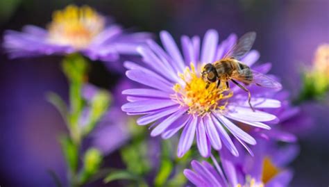 15 Creative Bee Garden Ideas You Can Find Inspiration From