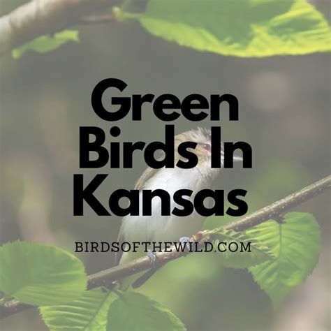 5 Green Birds In Kansas (With Pictures!) - Birds Of The Wild