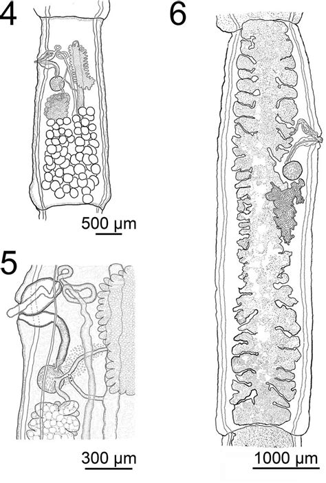 Line Drawings Of Catenotaenia Tuyae N Sp 4 Mature Proglottid Dorsal Download Scientific