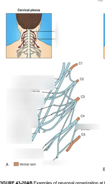 Cervical plexus anatomy Diagram | Quizlet