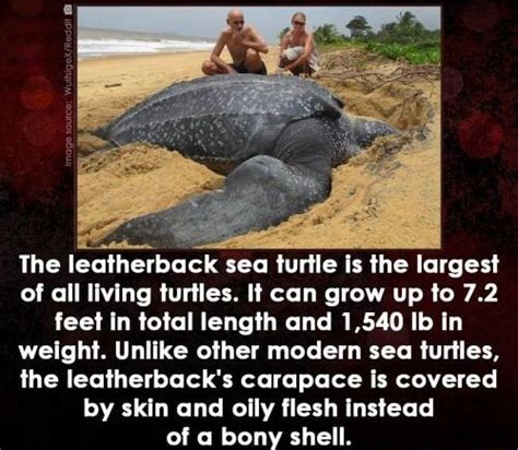 The Leatherback Sea Turtle Is The Largest Of All Living Turtles It Can