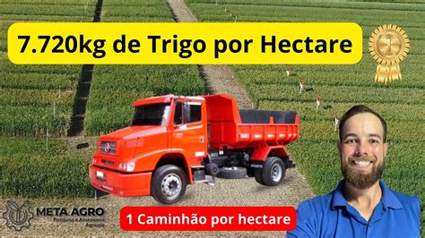 10 Cultivares De Trigo Mais Produtivas Para O Rio Grande Do Sul YouTube