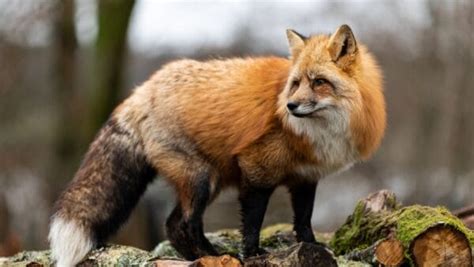 15 Facts About Red Foxes: Nature's Survivors