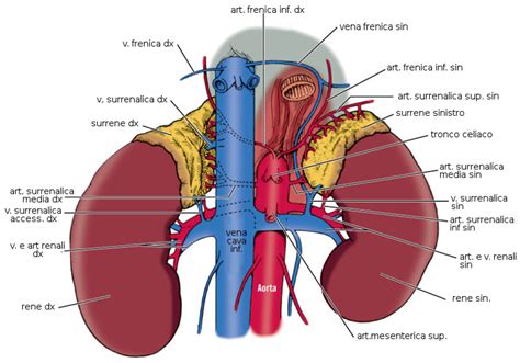 Cancro Del Surrene Attivazioni Biologiche