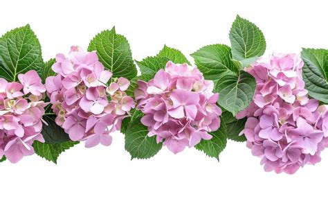 Hydrangea Border Flower Plant Blossom Free Photo Rawpixel