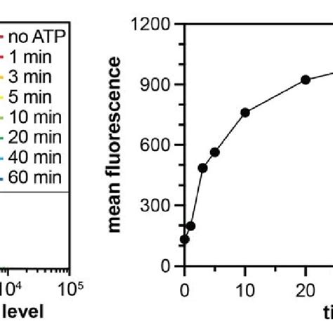 Figure Supplement 2 Phosphorylation Of The X 5 Y X 5 Library By Download Scientific Diagram