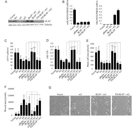 Figure From Ikap Localizes To Membrane Ruffles With Filamin A And