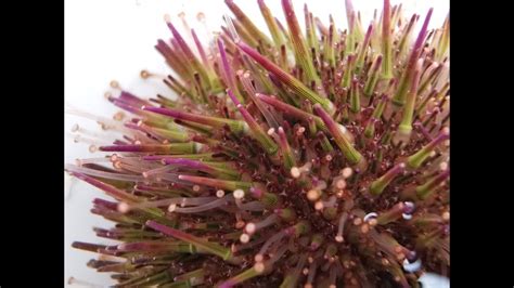 Sea Urchin Anatomy What Are Tube Feet Youtube