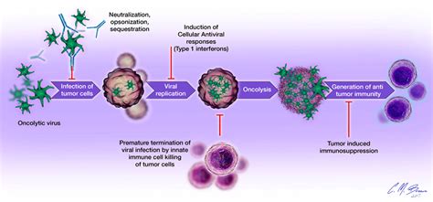 Frontiers Immune System Friend Or Foe Of Oncolytic Virotherapy