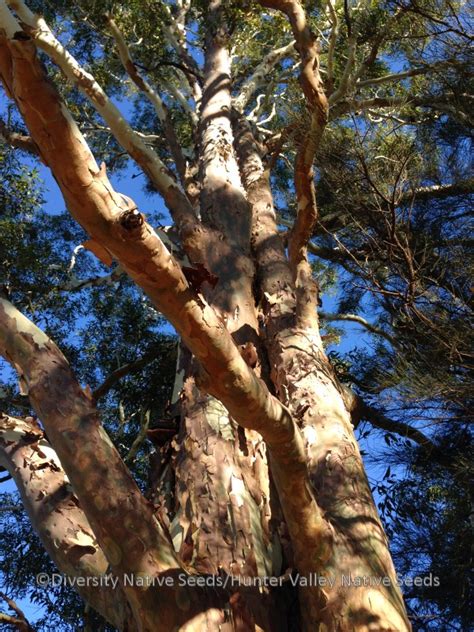 Corymbia maculata (syn. Eucalyptus maculata). spotted gum - Diversity ...