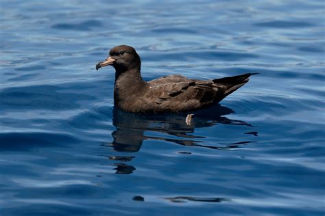 Flesh-footed Shearwater | Audubon Field Guide