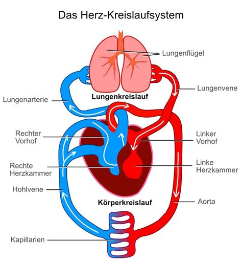 Ventrikelseptumdefekt Informationen Und Spezialisten