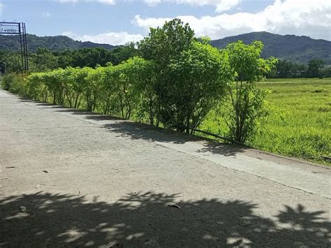 100 Sqm Residential Farm For Sale In Jalajala Rizal Lots March