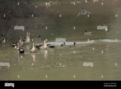 Indian Spot Billed Ducks Anas Poecilorhyncha To The Left And Eurasian