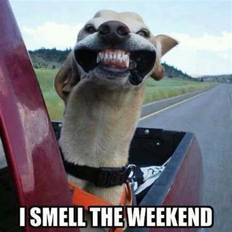 I Smell The Weekend Funny Friday Memes Friday Dog Weekend Humor