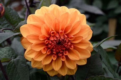 53 Different Types Of Dahlias For Your Garden Planting Blomster Dahlia