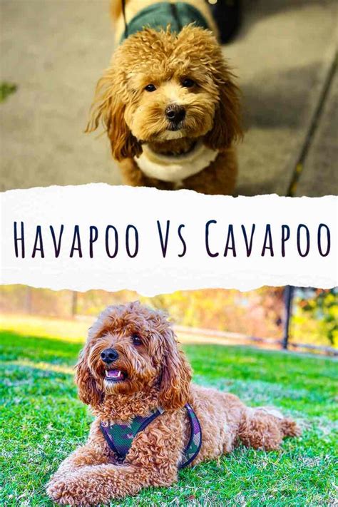 Havapoo Vs Cavapoo Which Cute Poodle Cross Should You Choose